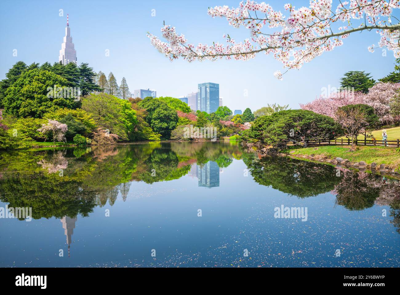 Scenery of Shinjuku Gyoen with cherry blossom in Tokyo city, Japan ...