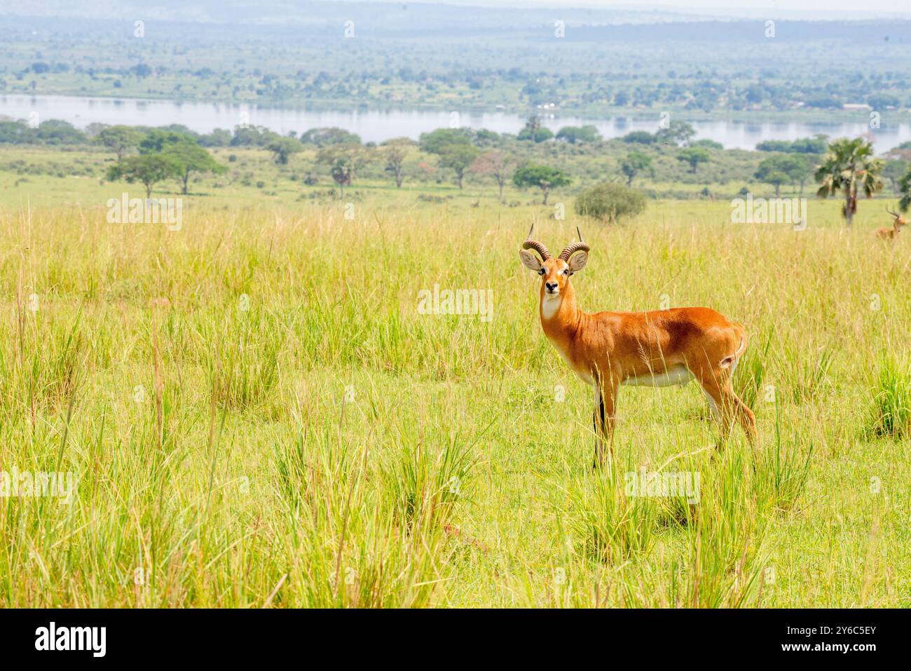 Male uganda kob hi-res stock photography and images - Alamy