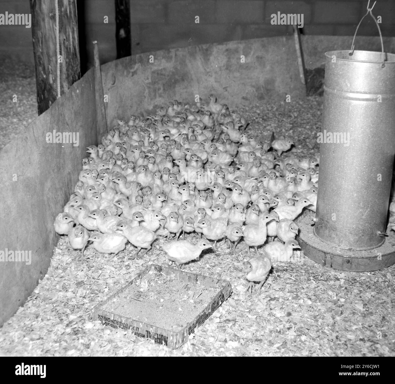 WORLDS LARGEST TURKEY FARM IN GREAT WITCHINGHAM, NORFOLK   ;  22 NOVEMBER 1963 Stock Photo