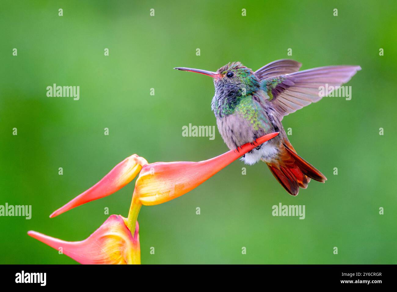 Rufous-tailed Hummingbird (Amazilia tzacatl) flappin wings on the edge ...