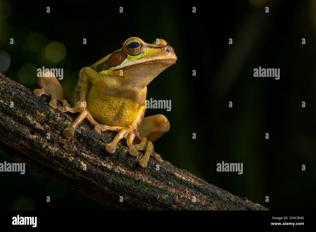 Masked Tree Frog (Smilisca manisorum) on branch in rain forest, Costa ...