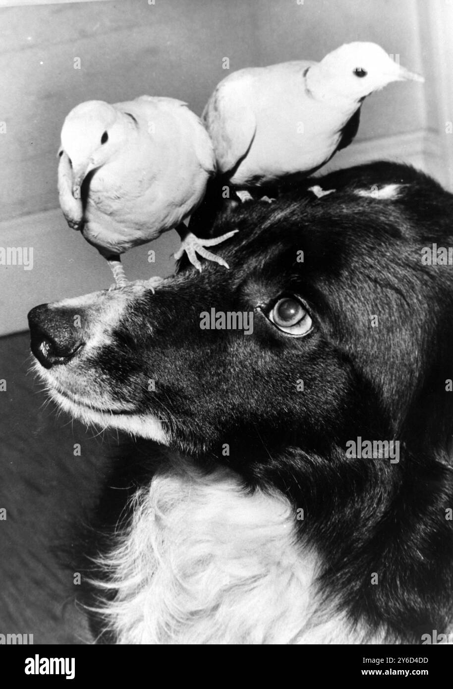 BIRDS DOVES COLLIE LORD ROY WITH DOVES ; 20 AUGUST 1963 Stock Photo - Alamy