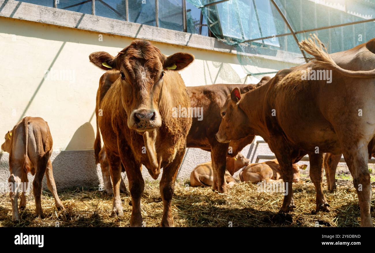 Brown cows in a cowshed. Livestock farm or domestic cattle. Cow looks at camera. Stock Photo