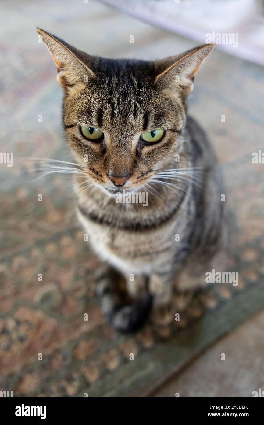 Unwavering gaze hi-res stock photography and images - Alamy