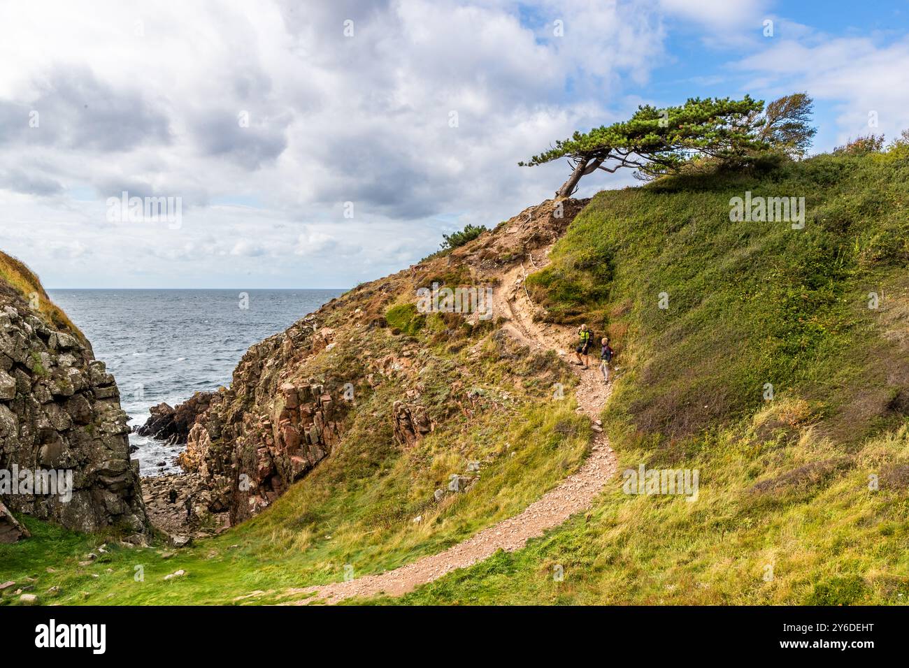 The coastal path in the Kullaberg nature reserve winds its way up to a striking freestanding pine tree bent by the wind. The Kullaberg peninsula is a nature reserve. Italienska vägen, Höganäs kommun, Skåne, Sweden Stock Photo