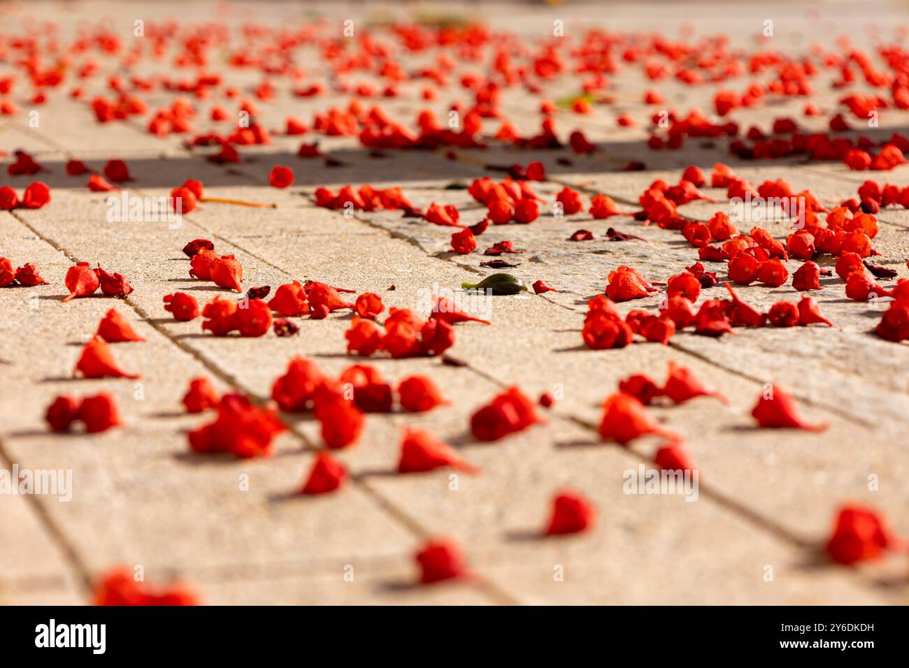 Image of red flowers scattered on the ground, concept of changing seasons in a sunny day Stock Photo