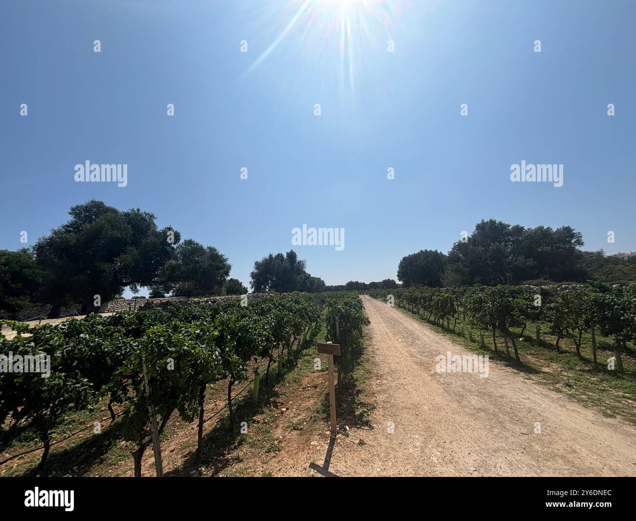 Vineyard, grape farm in Menorca, Binifadet. Amazing food, the grapes tasted amazing. - Smartphone Captured Stock Image