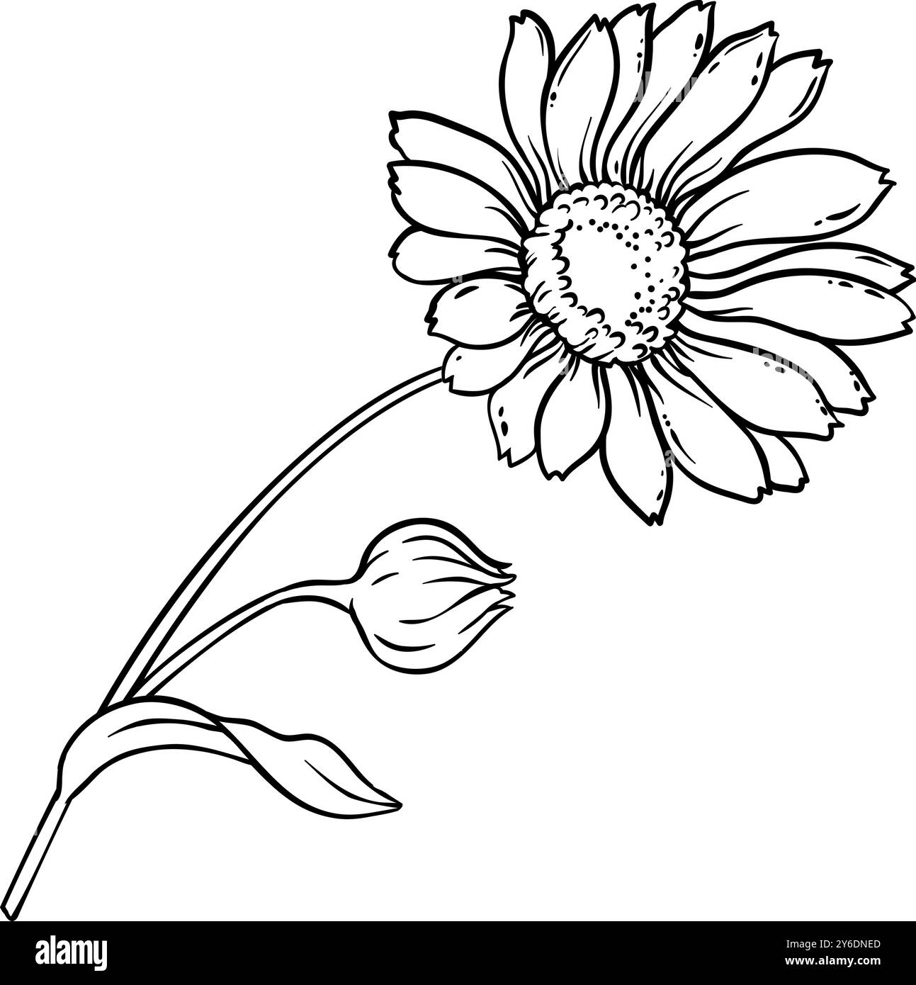 Calendula Plant with Flowers Outline Illustration Stock Vector Image ...