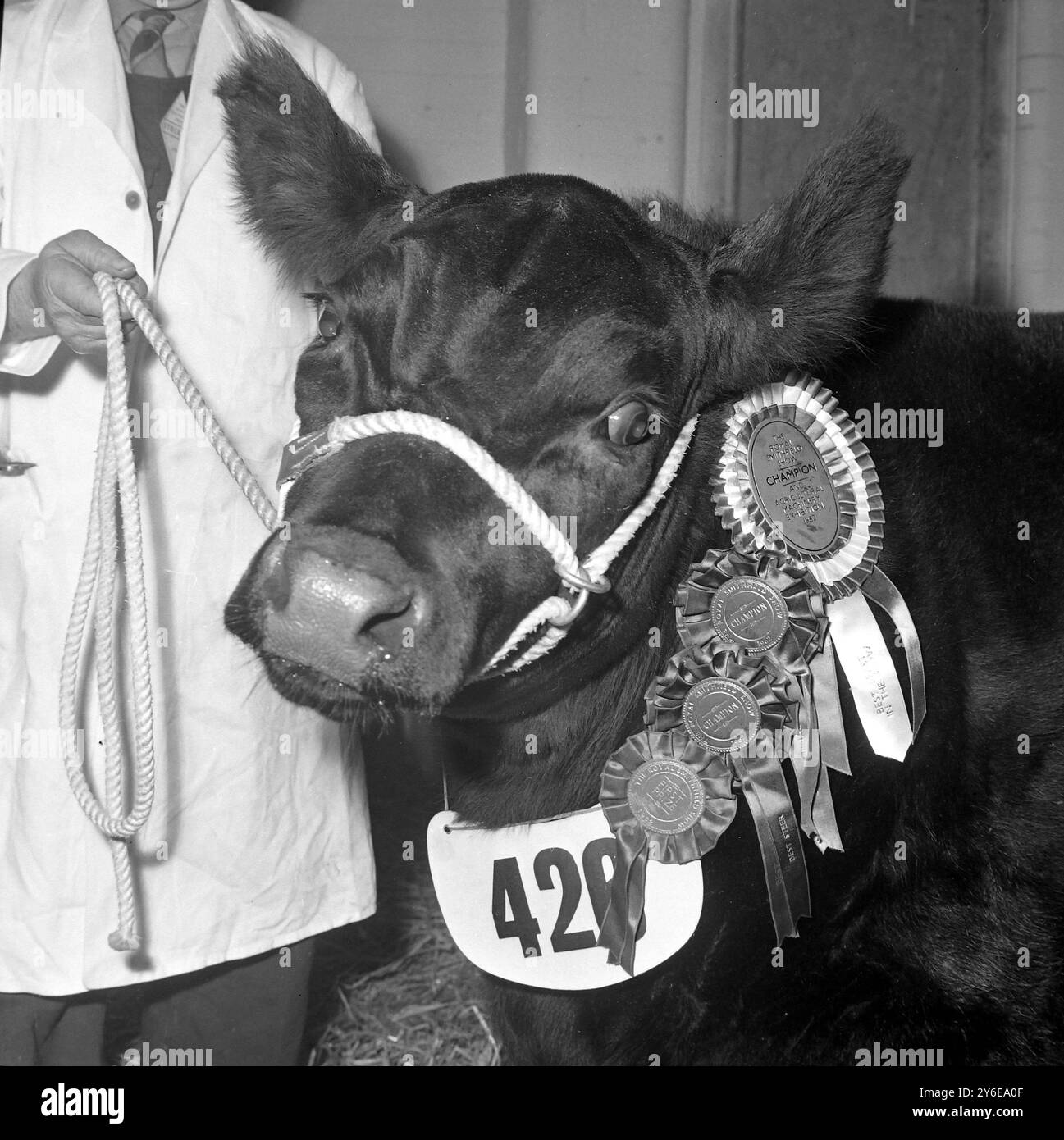 An aberdeen angus bull hi-res stock photography and images - Alamy