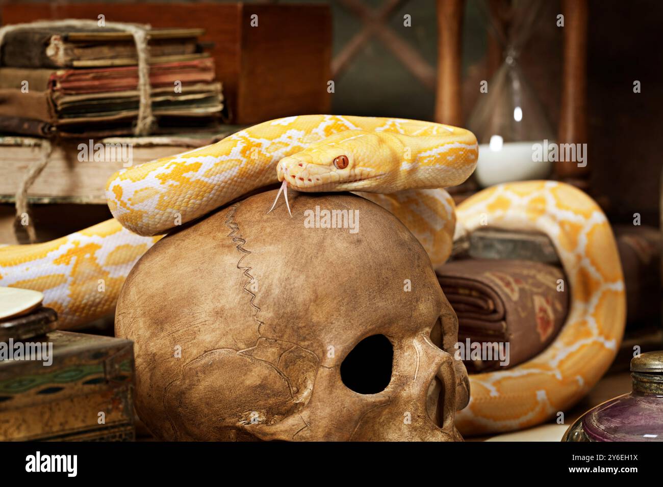 Lavender Tiger Albino python on a human skull closeup Stock Photo