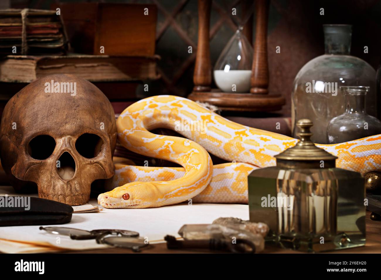 Lavender Tiger Albino python with a human skull Stock Photo