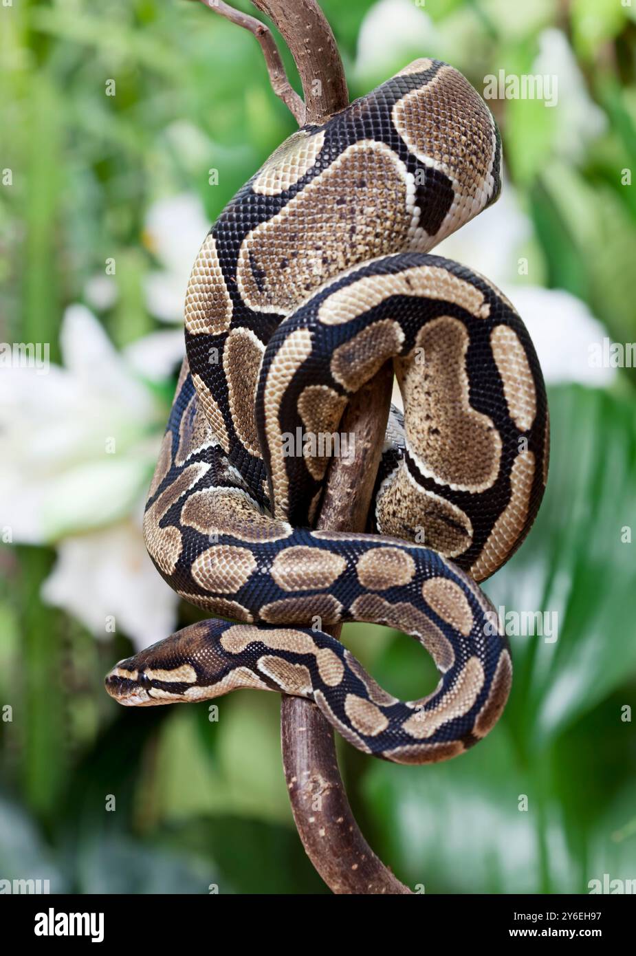 Royal Python snake creeping on a wooden branch Stock Photo