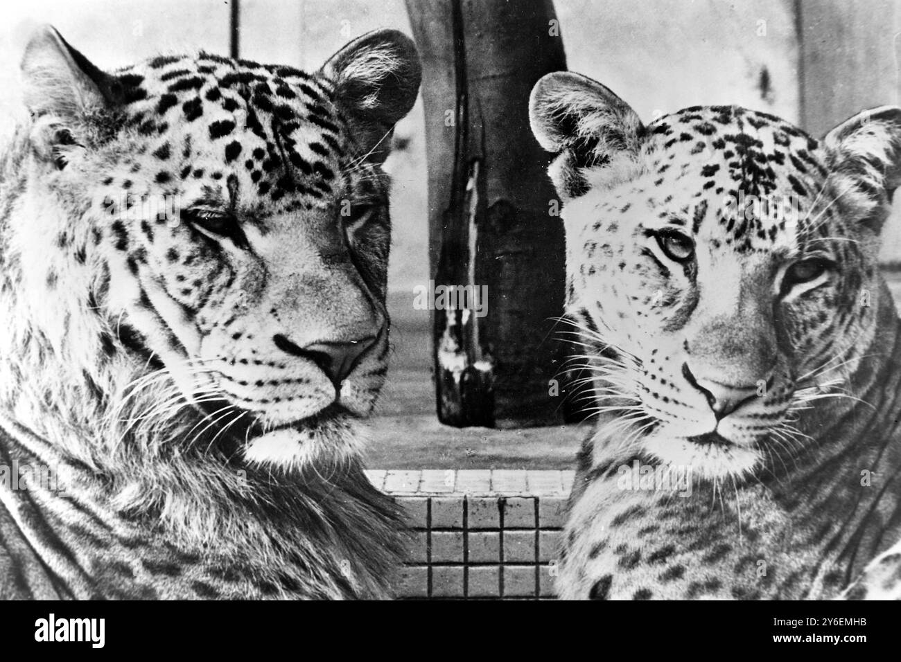 PARENTS  OF FIRST LEOPONS AT TOKYO ZOO ;  17 OCTOBER 1962 Stock Photo