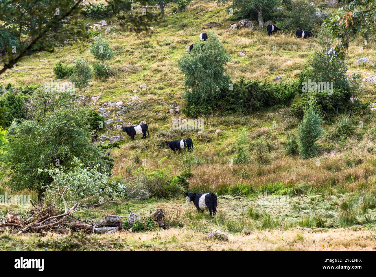 Belted Galloway are a breed of cattle that originated from the crossbreeding of Scottish Galloway cattle with a second breed of origin that cannot be determined with certainty. The cattle have the long coat of the Galloway with a striking white belly stripe (belt). Here on the coast of Kullaberg, Skåne province in Sweden. Interestingly patterned cows on the Kullaberg peninsula. Italienska vägen, Höganäs kommun, Skåne, Sweden Stock Photo