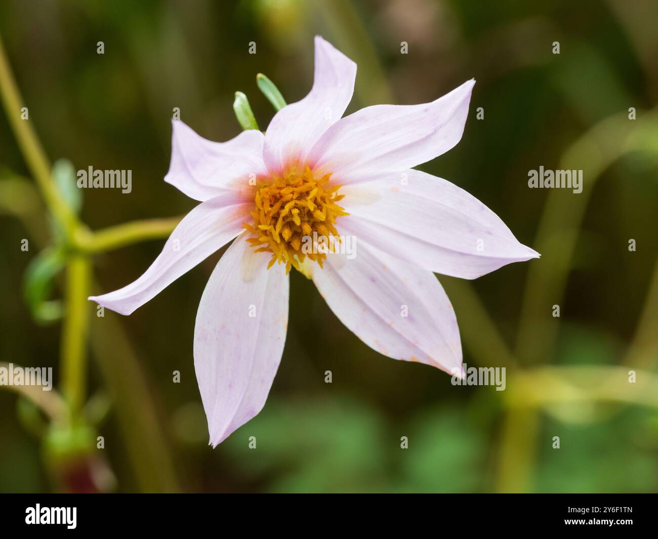Palr pink single flower of the haf-hardy perennial species dahlia ...