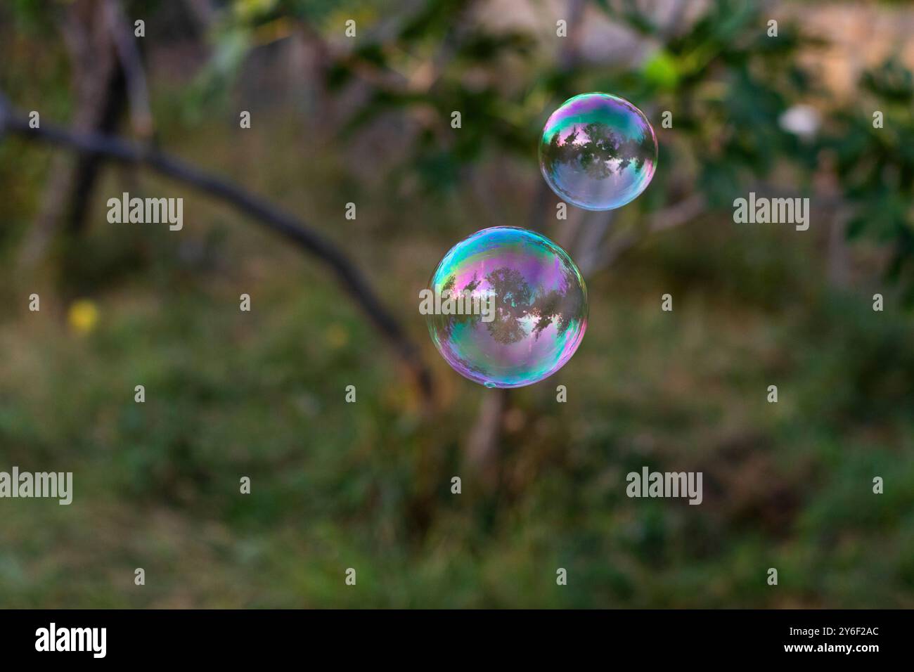 The two iridescent soap bubbles floating against a blurred green ...