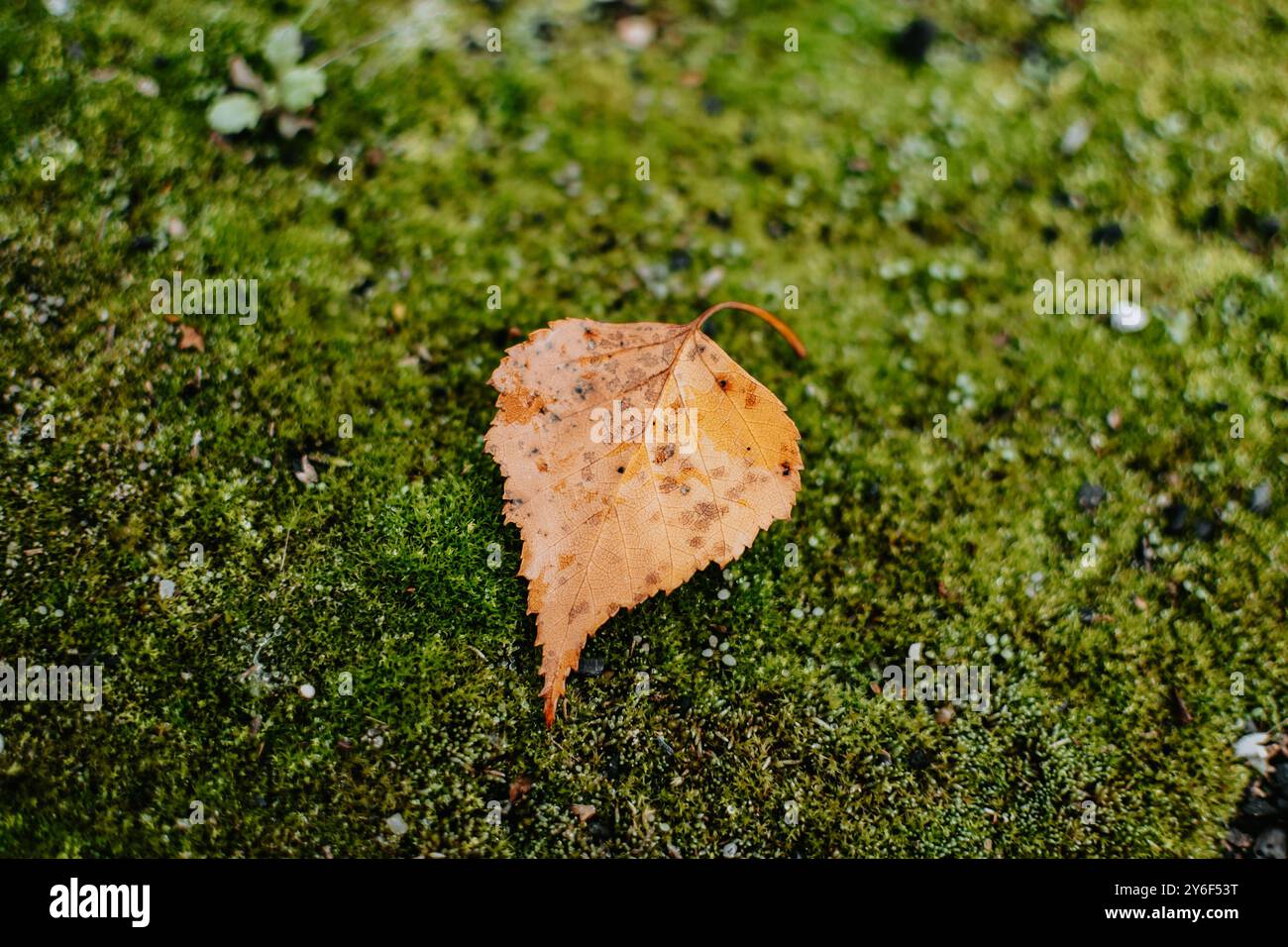 Fallen birch leaf on the moss at autumn Stock Photo