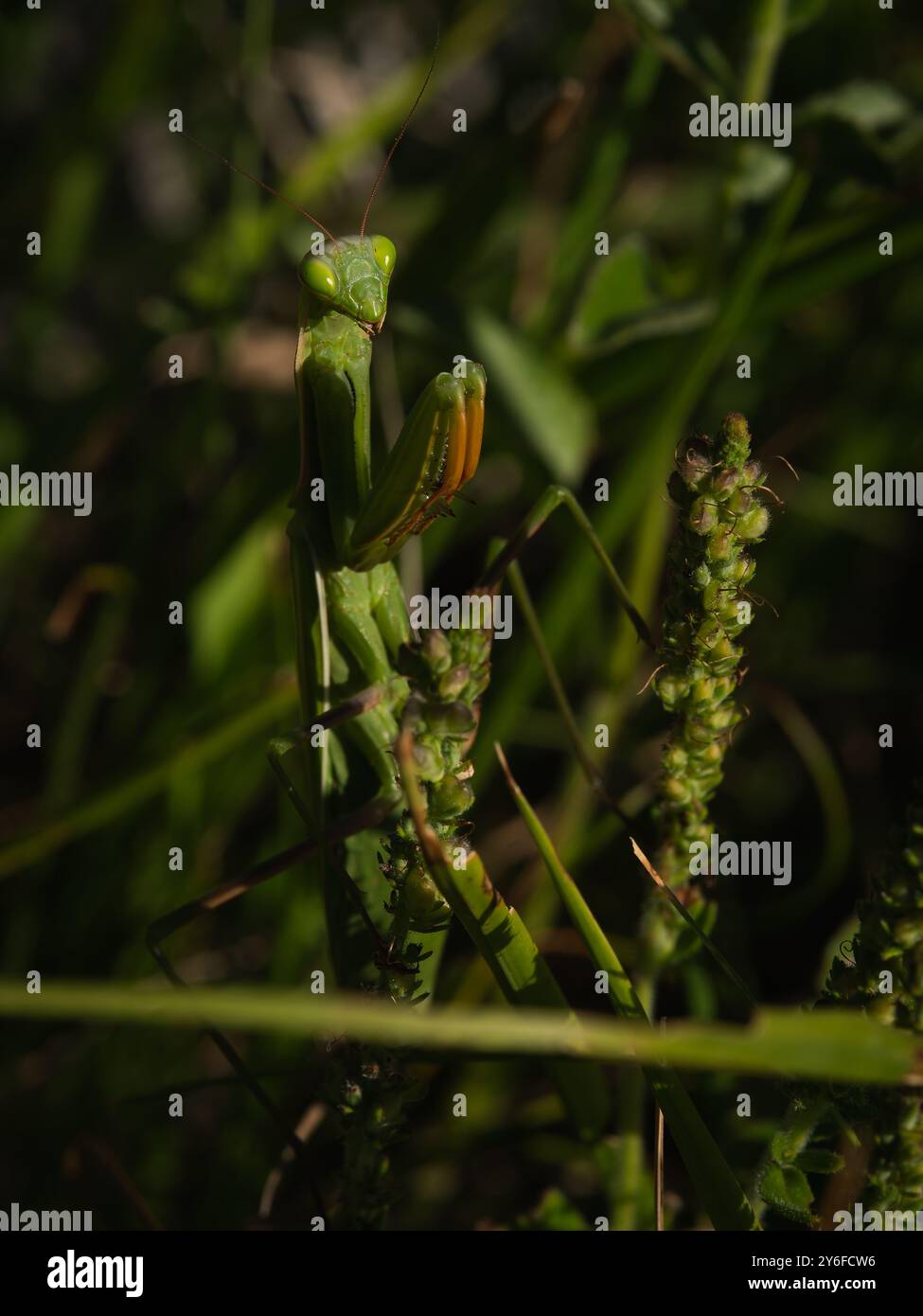 Praying mantis lying in wait on the meadow. Stock Photo