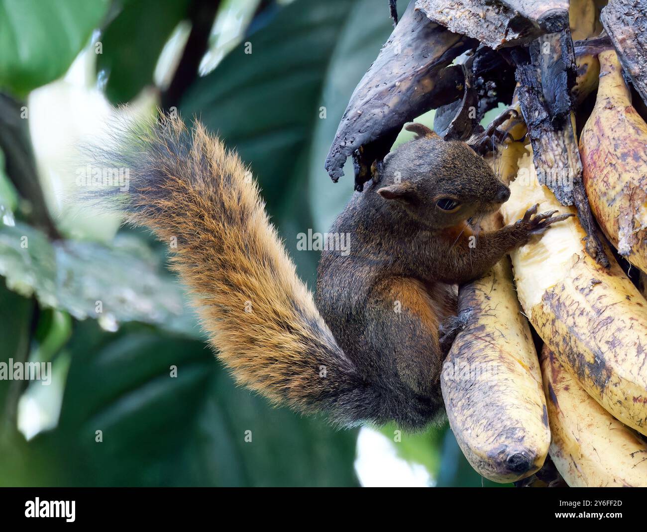 Squirrel Rouge Red-tailed squirrel, Rotschwanzhörnchen, écureuil à queue rouge ...