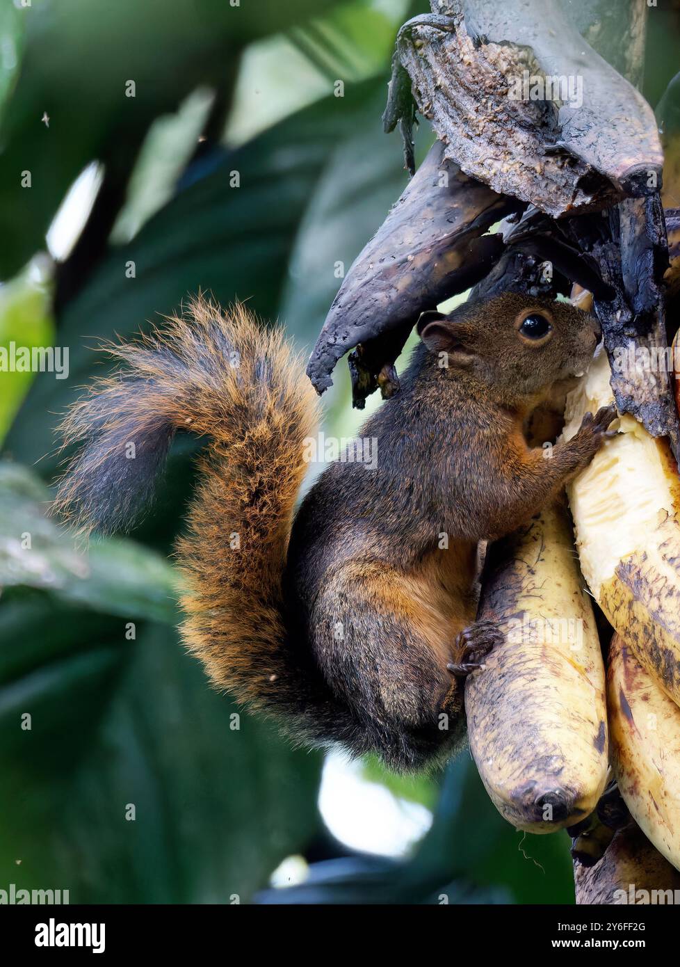 Squirrel Rouge Red-tailed squirrel, Rotschwanzhörnchen, écureuil à queue rouge ...