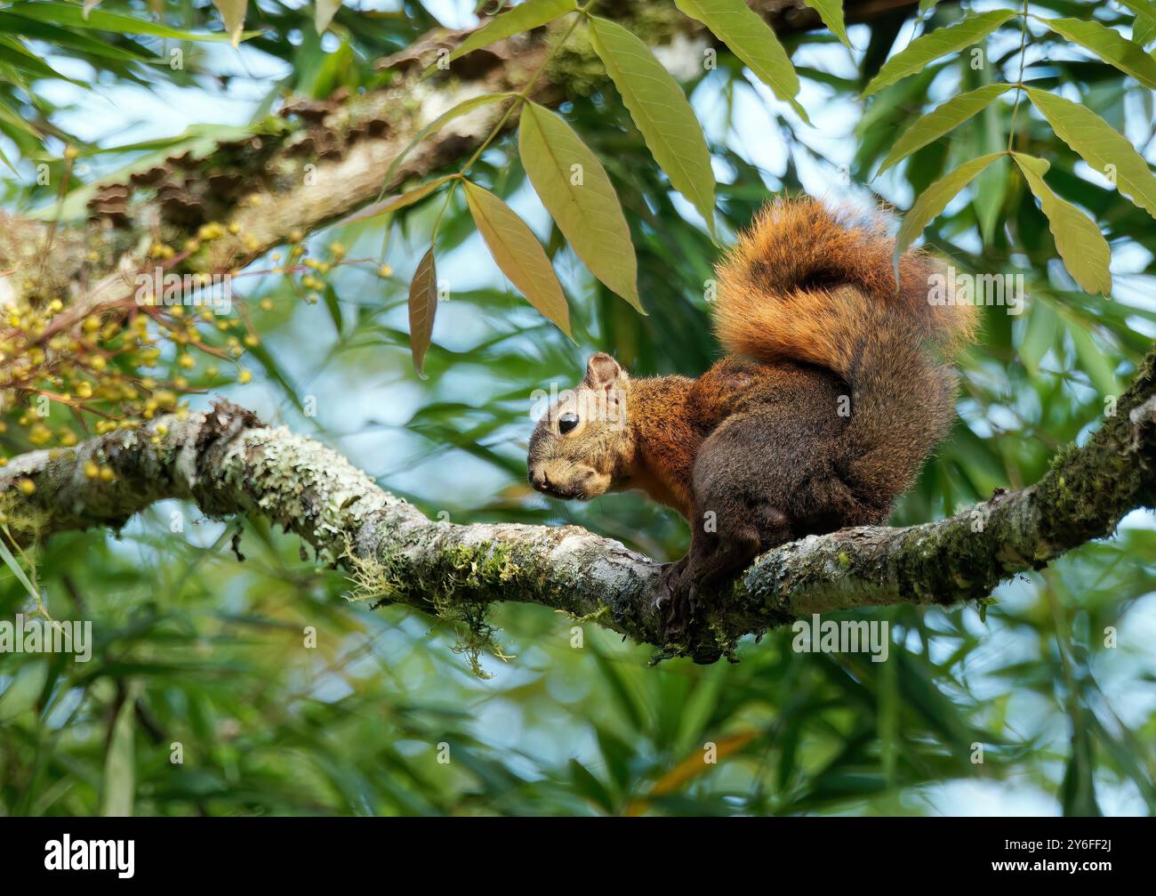 Squirrel Rouge Red-tailed squirrel, Rotschwanzhörnchen, écureuil à queue rouge ...