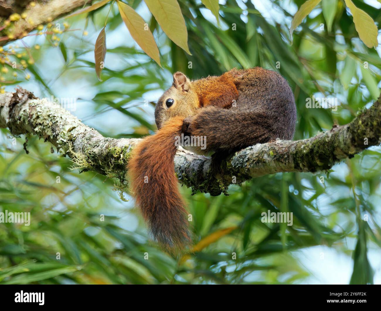 Squirrel Rouge Red-tailed squirrel, Rotschwanzhörnchen, écureuil à queue rouge ...