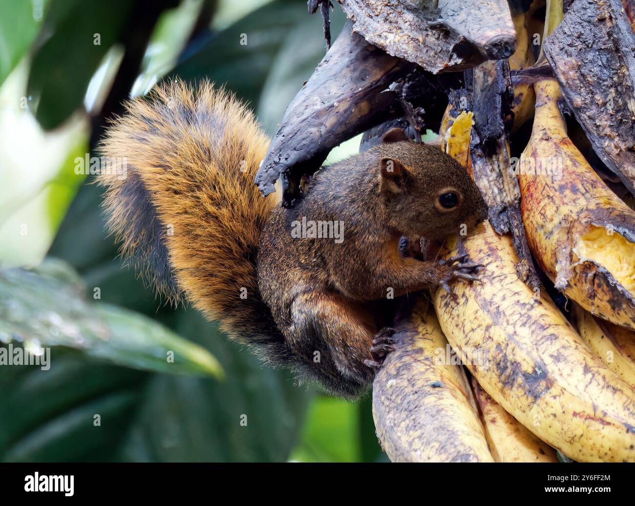 Squirrel Rouge Red-tailed squirrel, Rotschwanzhörnchen, écureuil à queue rouge ...