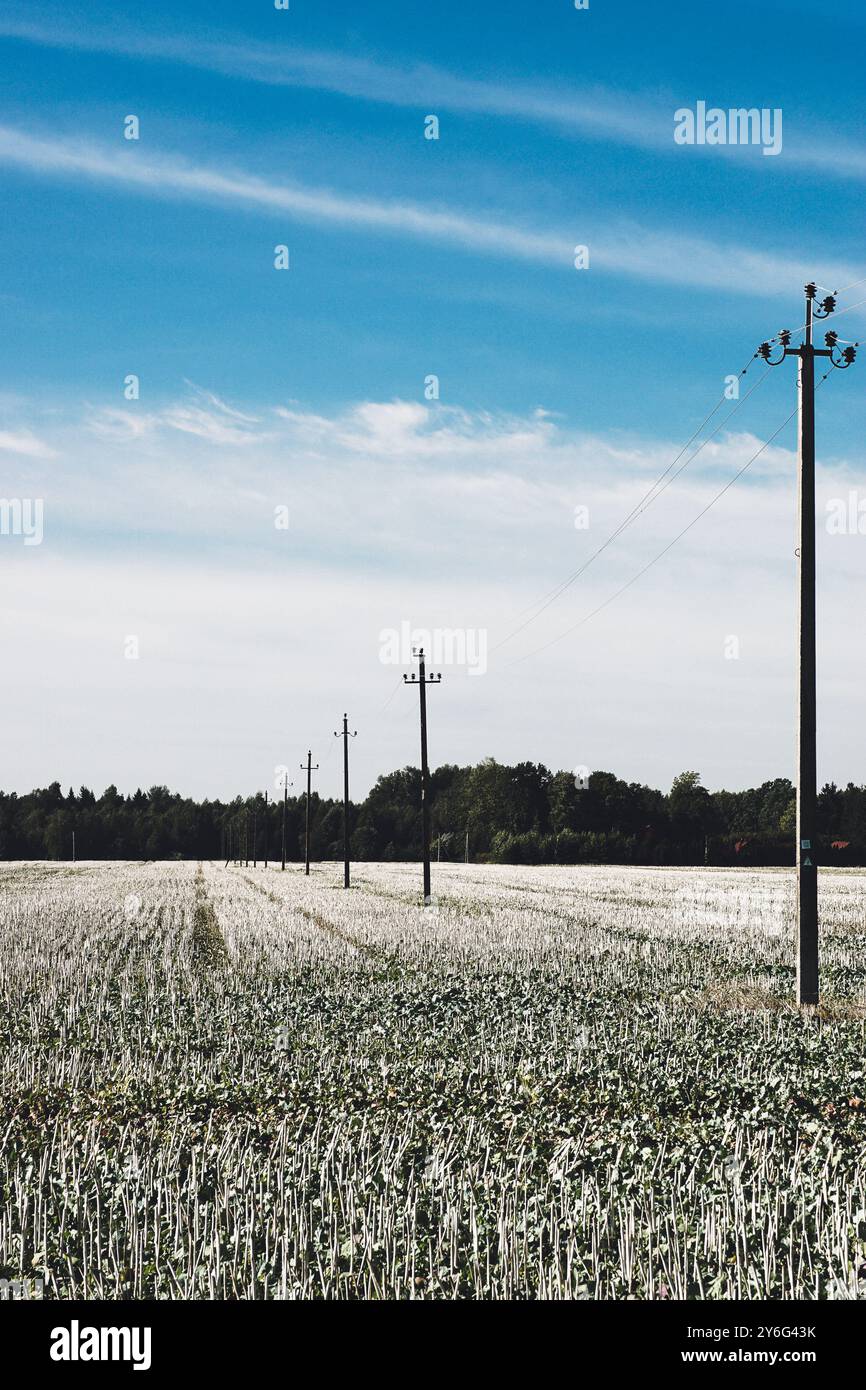 White field with electricity poles Stock Photo - Alamy