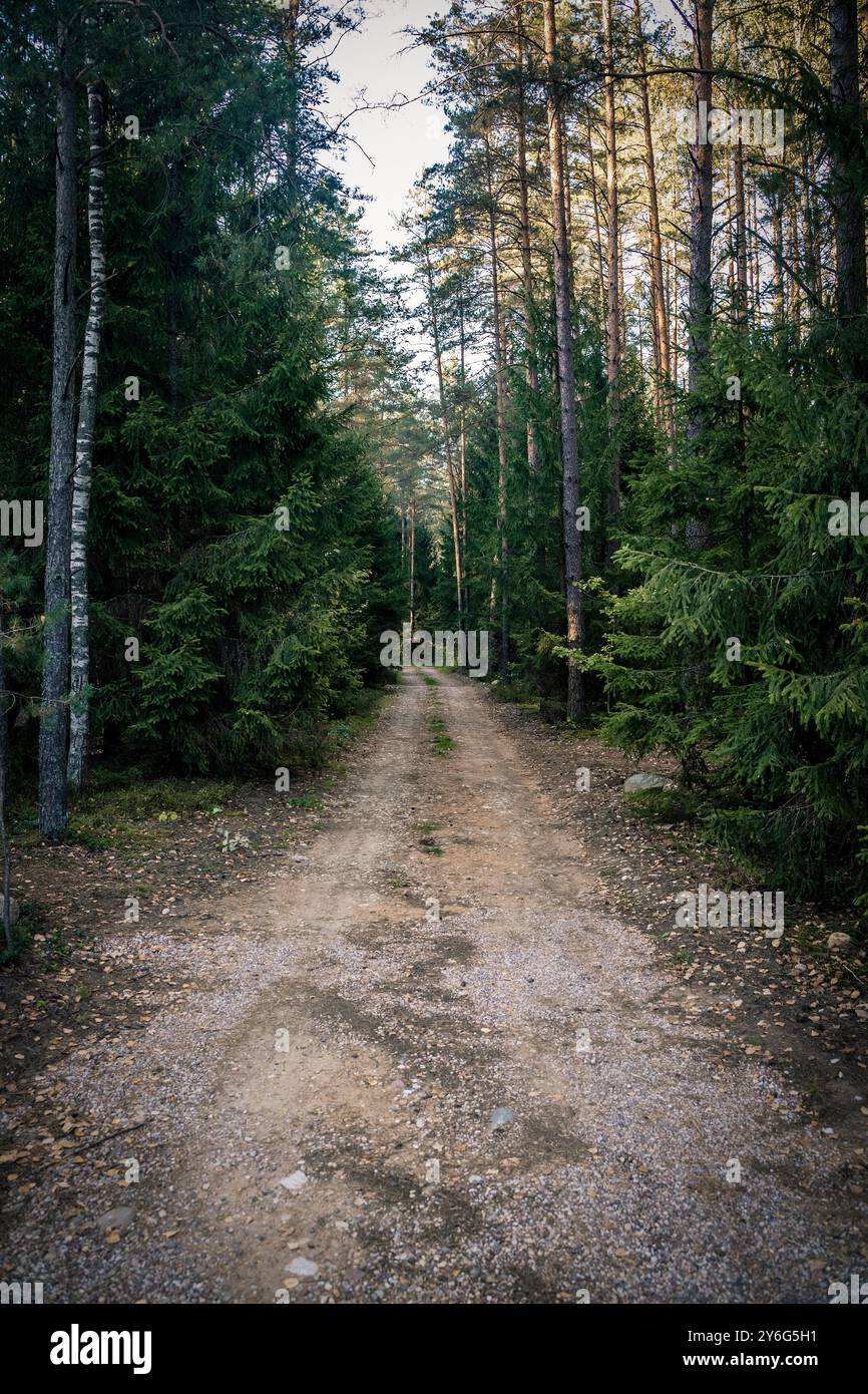 Forest dirt path. Forest and nature with empty road. High quality photo ...