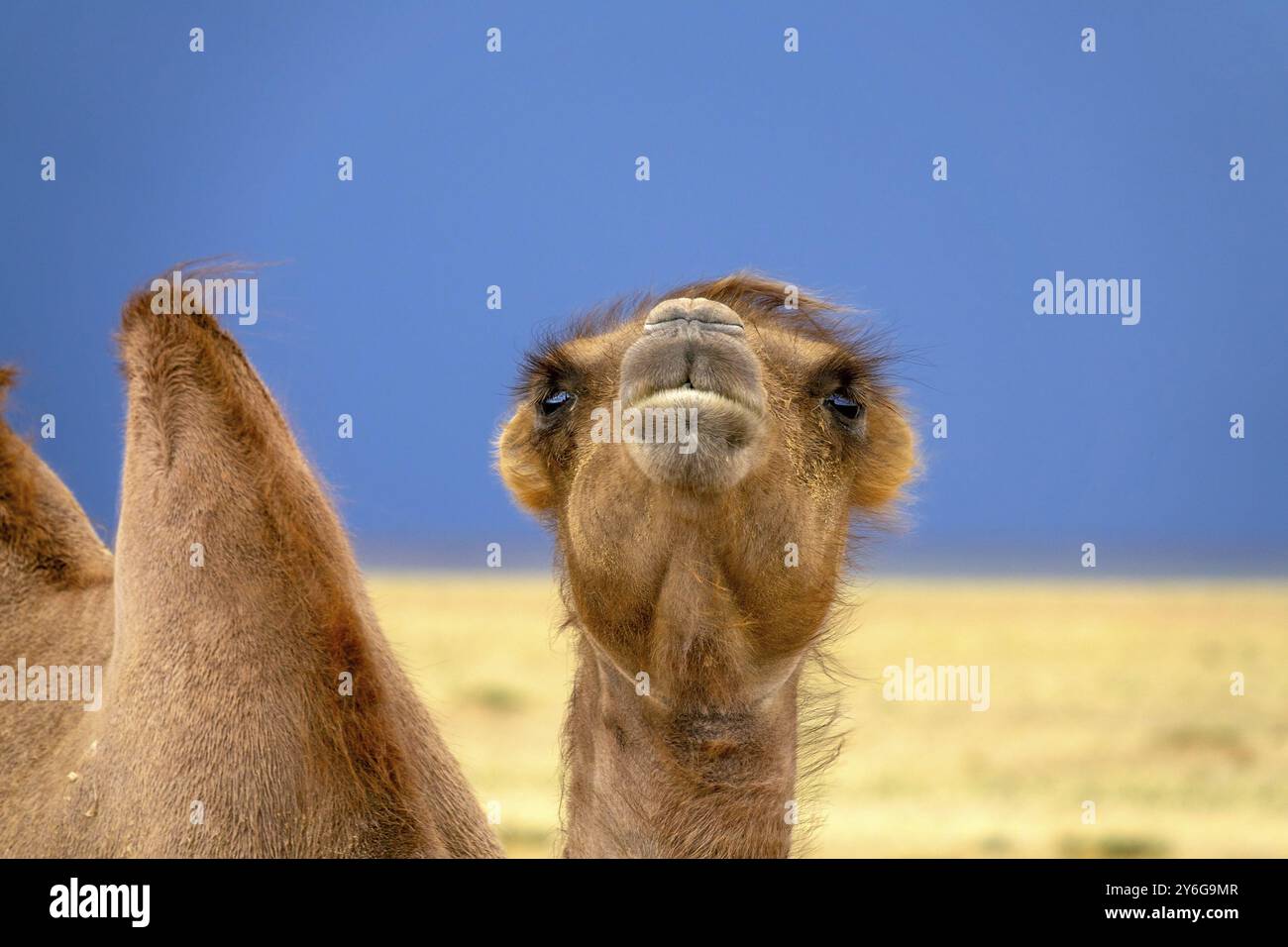 Bactrian camel portrait in steppe under storm sky, Mongolia, Asia Stock Photo