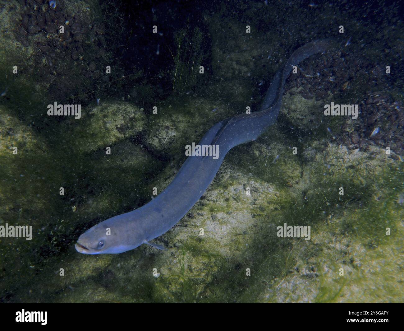 Uhor Eel like body hi-res stock photography and images - Alamy