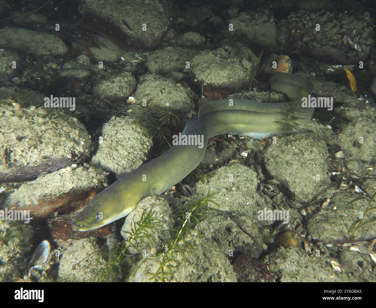 Eel rocks underwater animals in wild hi-res stock photography and ...