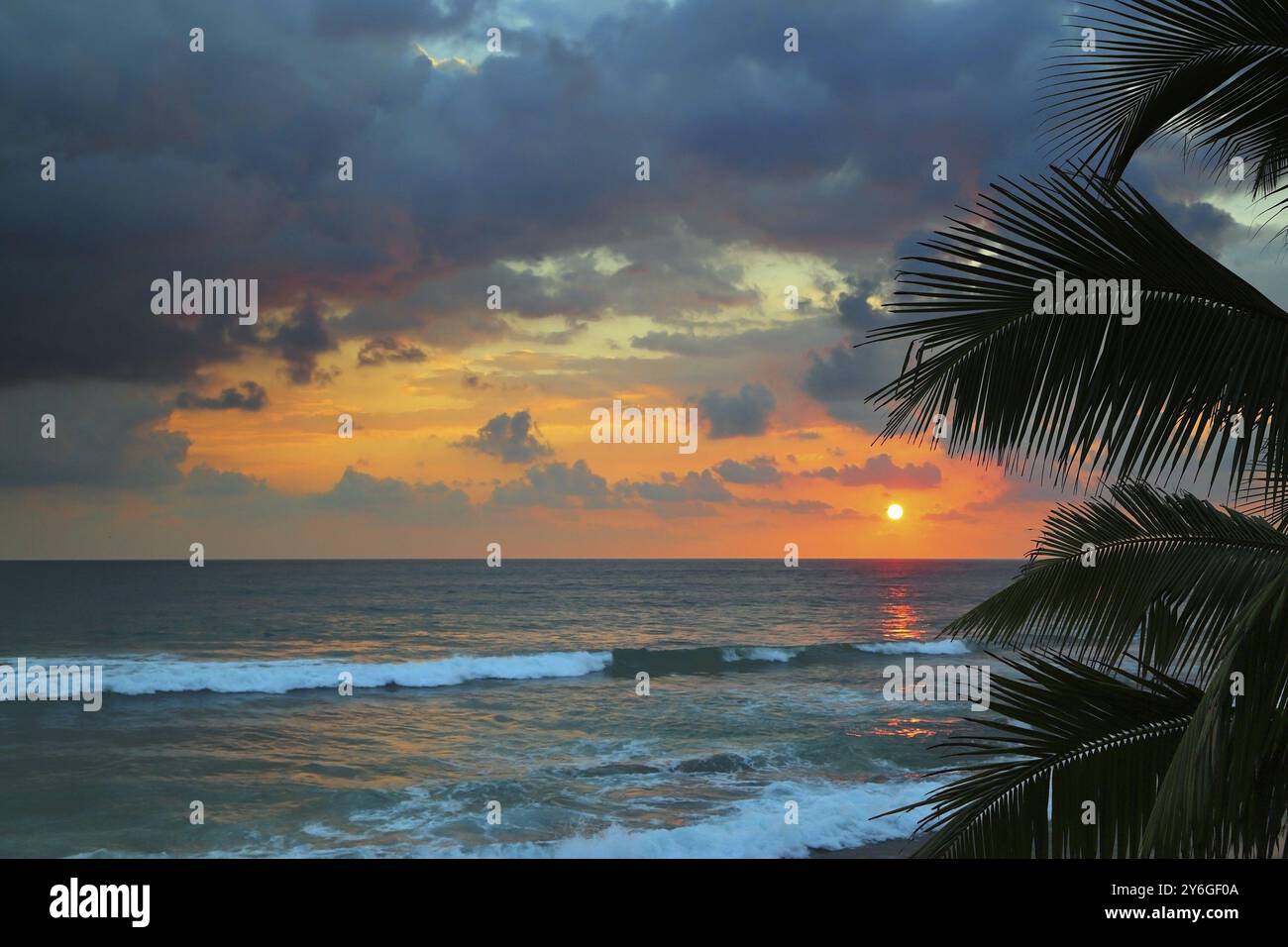 Set of palm leaves hi-res stock photography and images - Alamy