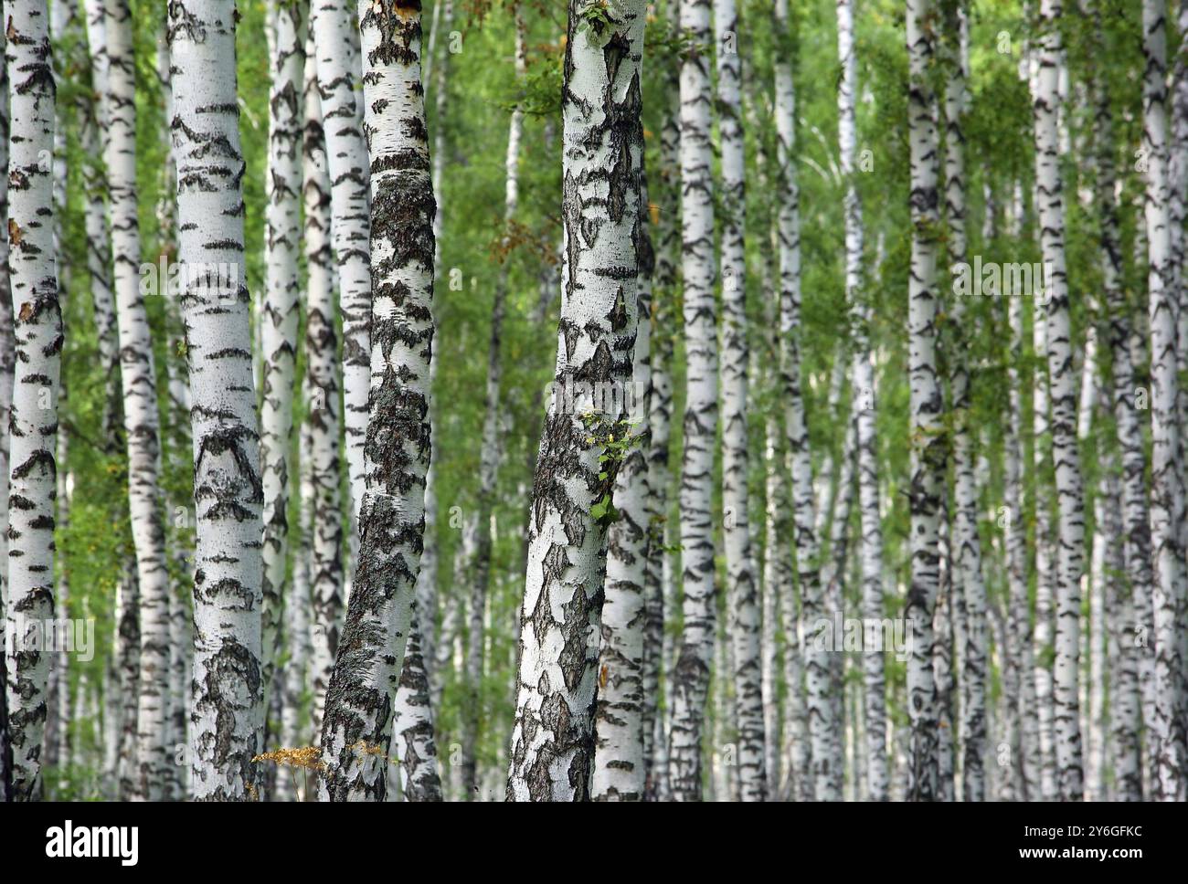 Nice summer birch forest background in Russia Stock Photo - Alamy