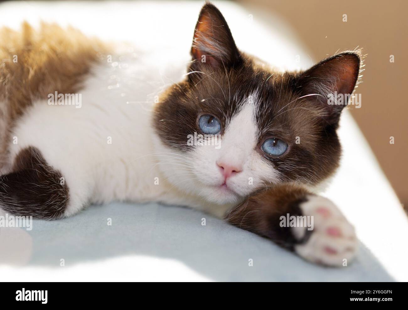 Snowshoe cat portrait at home Stock Photo
