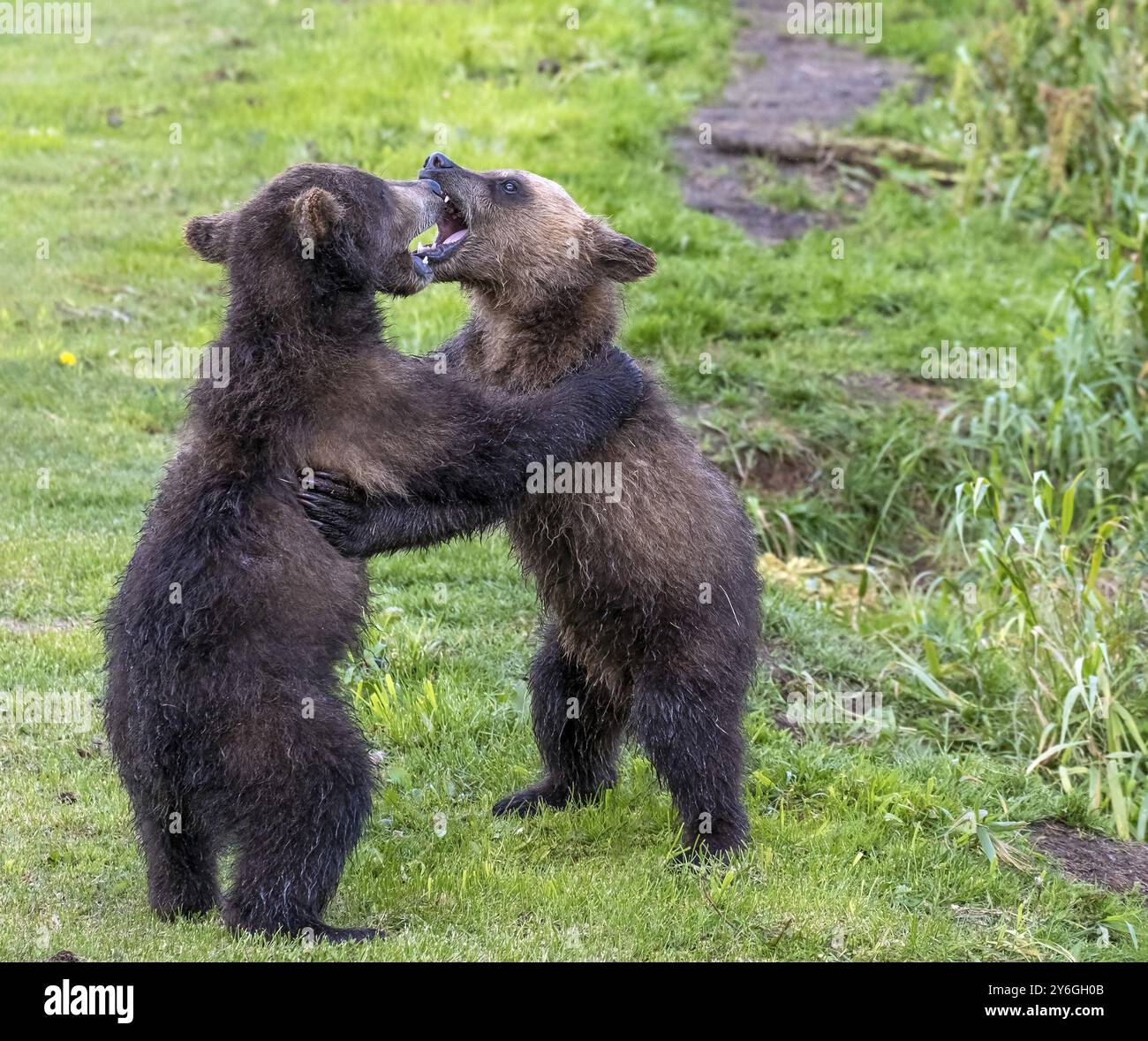 two-brown-bear-cubs-playing-in-the-wild-kamchatka-russia-europe