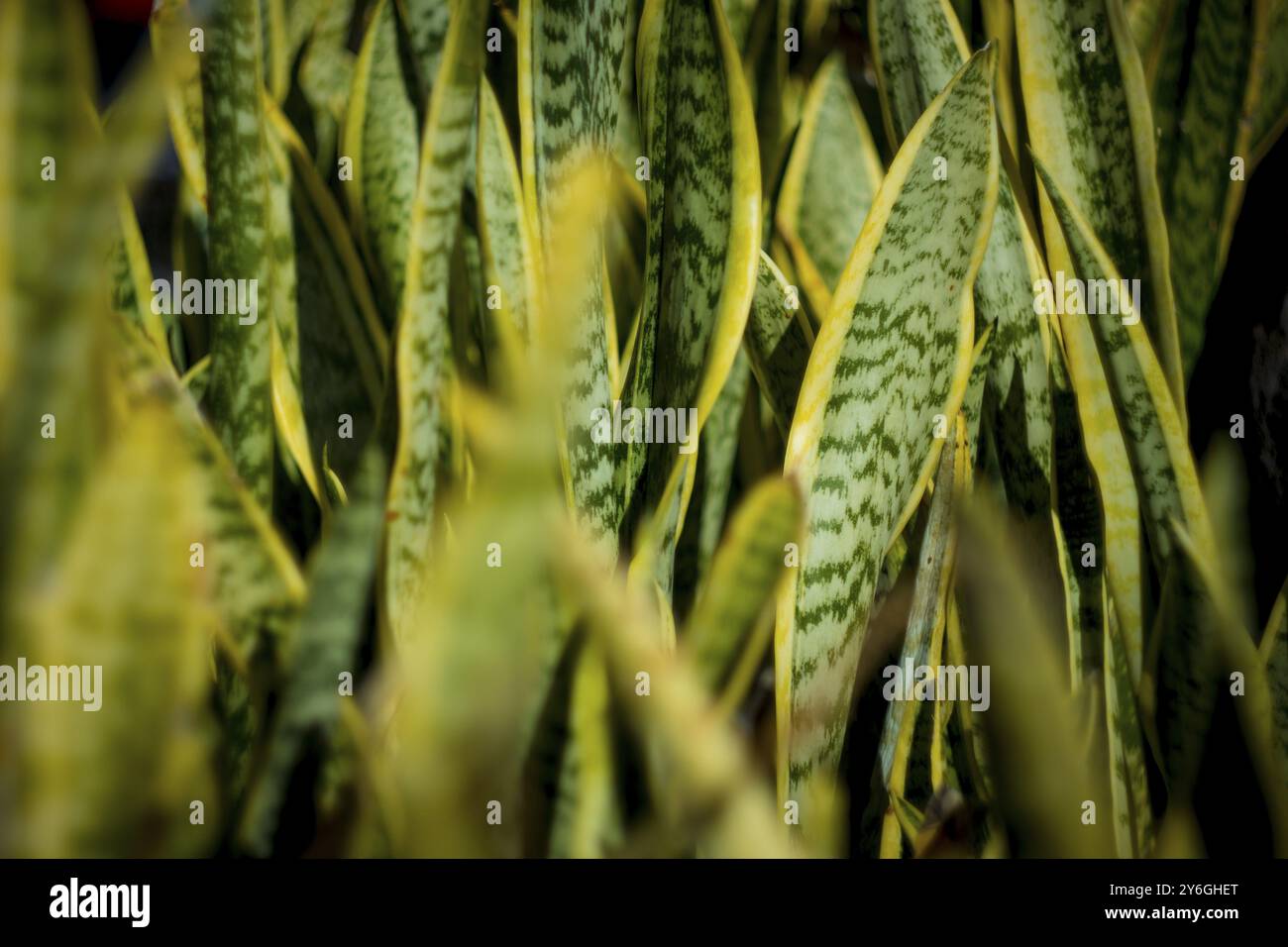 A close-up view of a lush sanseveria plant with dark green leaves and yellow edges Stock Photo