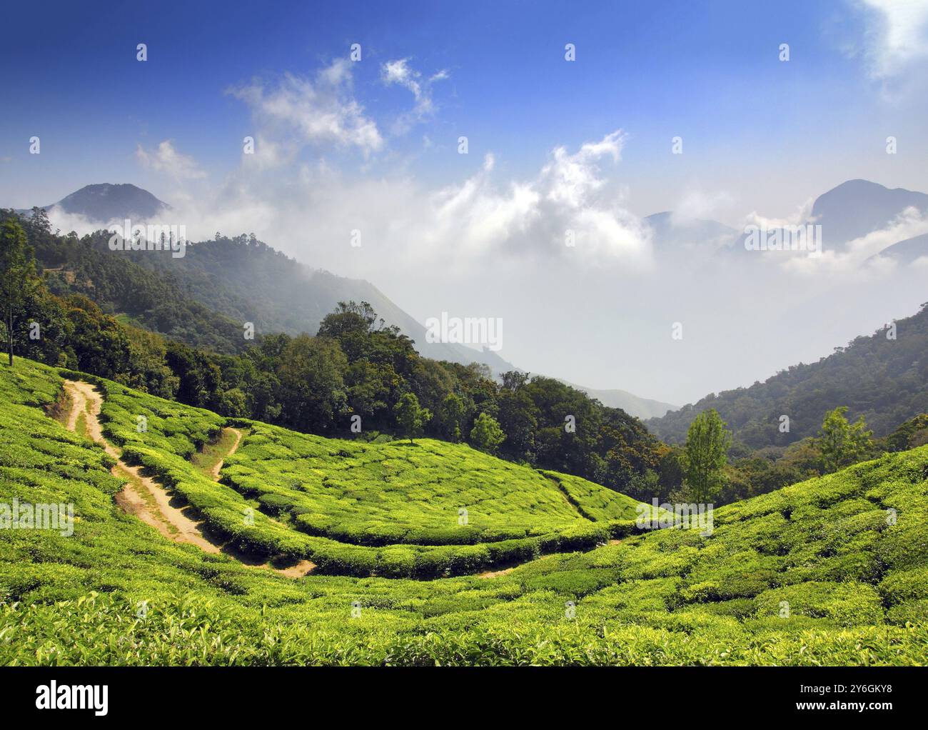 Mountain Tea Plantation In Munnar Kerala India Stock Photo Alamy