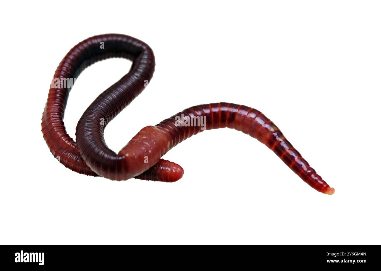 Earthworm macro isolated on white Stock Photo
