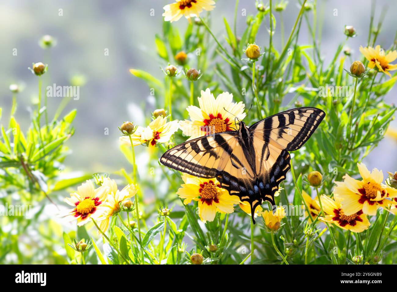 Rutulus Macro of a Western Tiger Swallowtail (papilio rutulus) feeding on ...