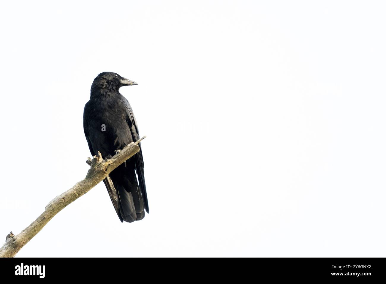 Black crow sitting on a branch of a dead tree. Isolated on white background with copy space Stock Photo
