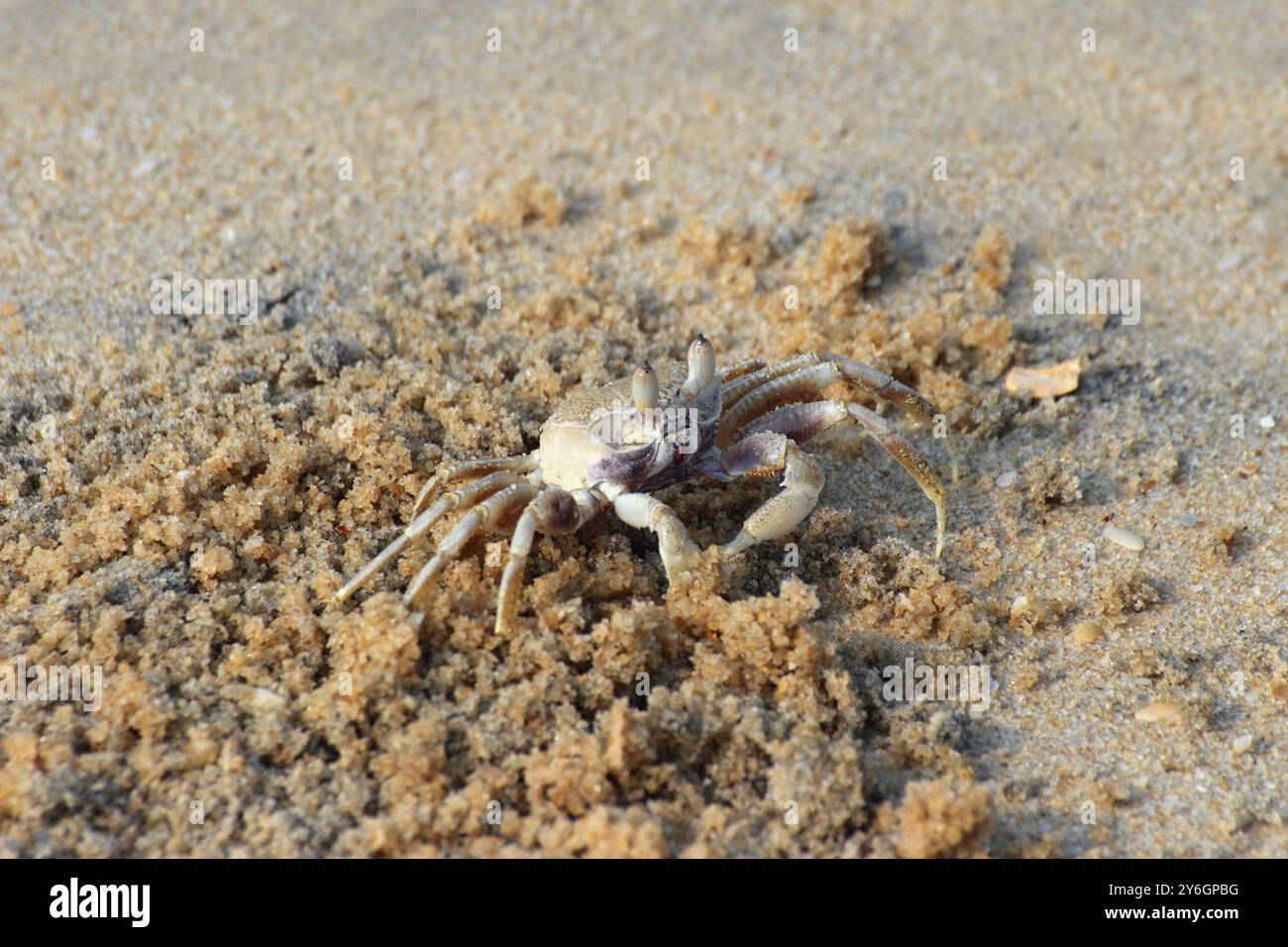 Close up view tiny crab hi-res stock photography and images - Alamy