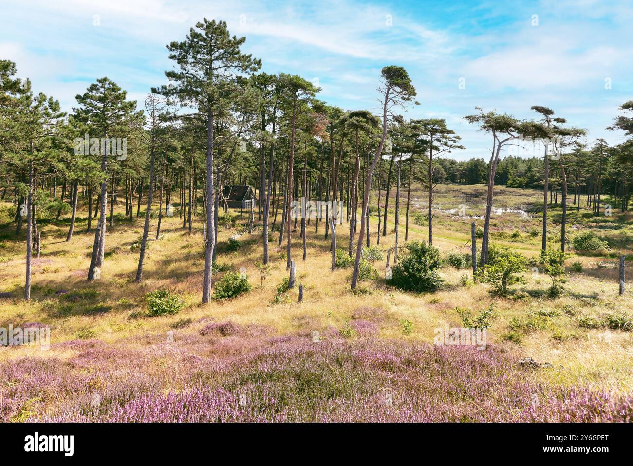 Idyllic landscape of moors and swamps area with a charming house tucked away, blossoming purple heather flowers and pine trees. (Calluna vulgaris) Rom Stock Photo