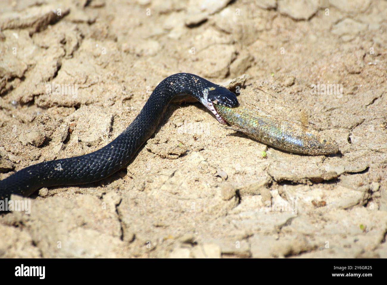 Small adder snake with catching fish Stock Photo - Alamy