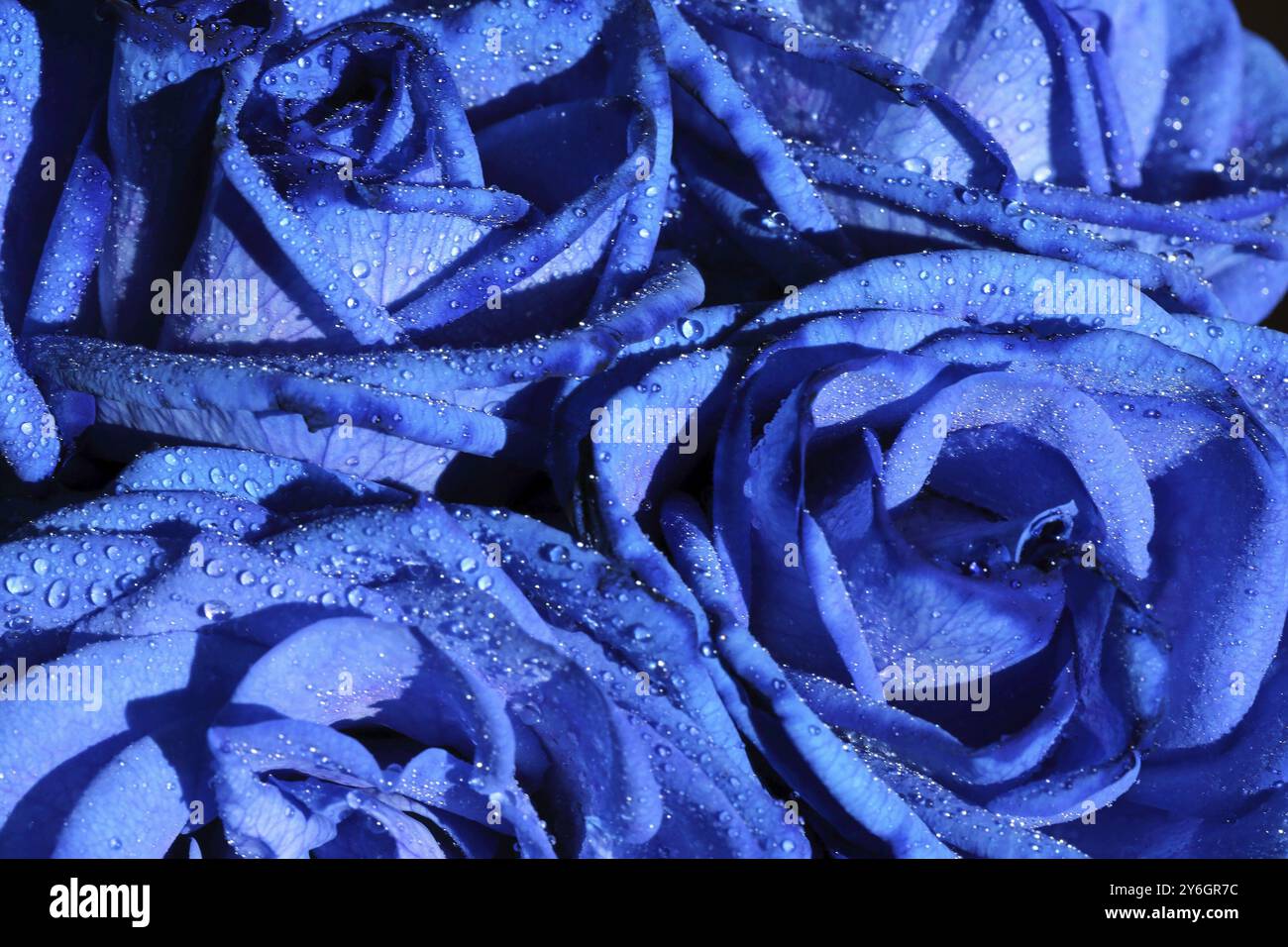 Blue roses beautiful flower with drops background macro Stock Photo - Alamy