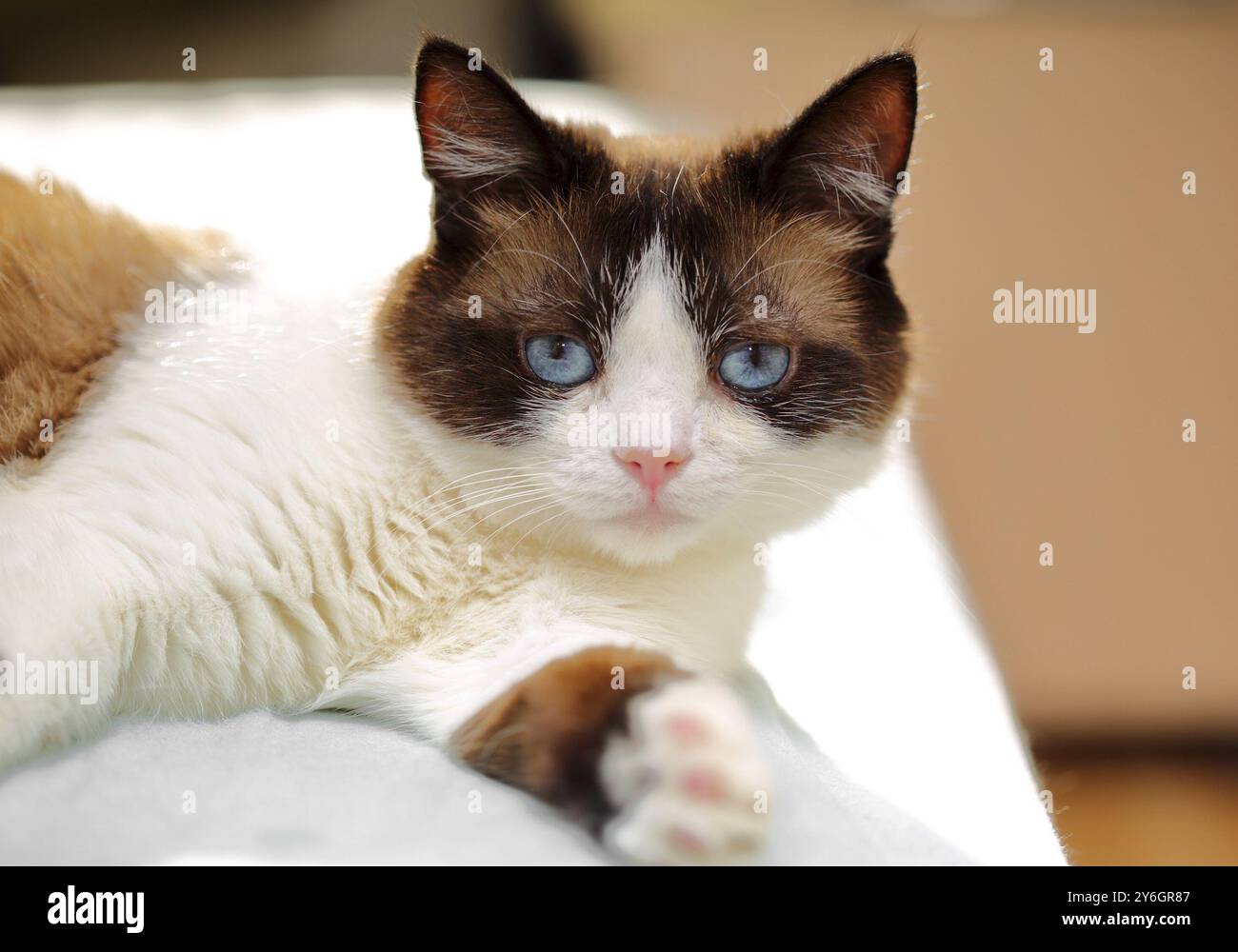 Snowshoe cat portrait at home Stock Photo