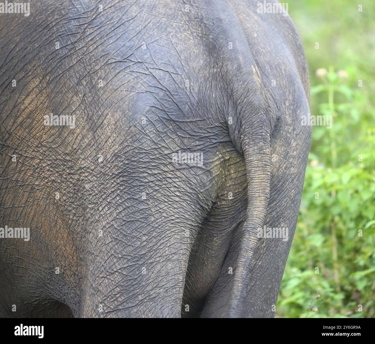 Elephant rear hi-res stock photography and images - Alamy