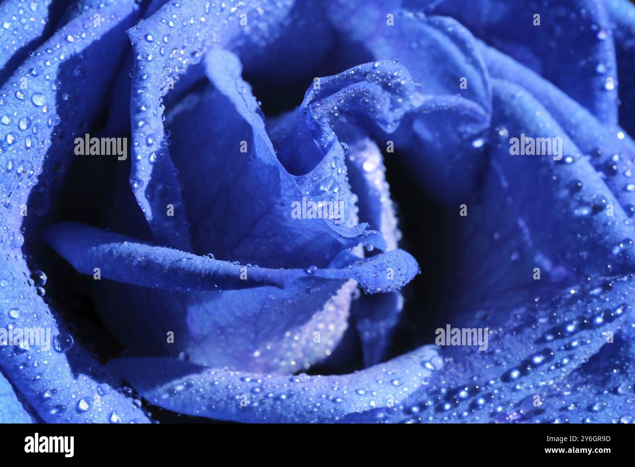 Blue rose beautiful flower with drops background macro Stock Photo - Alamy