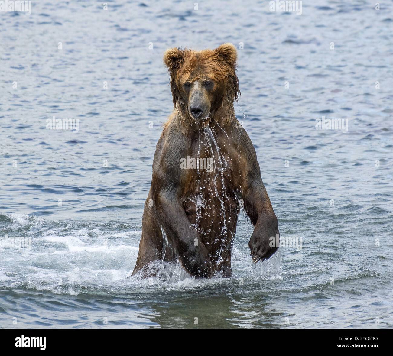 Brown bear hunts for salmon, standing in the water, Kamchatka, Russia, Europe Stock Photo