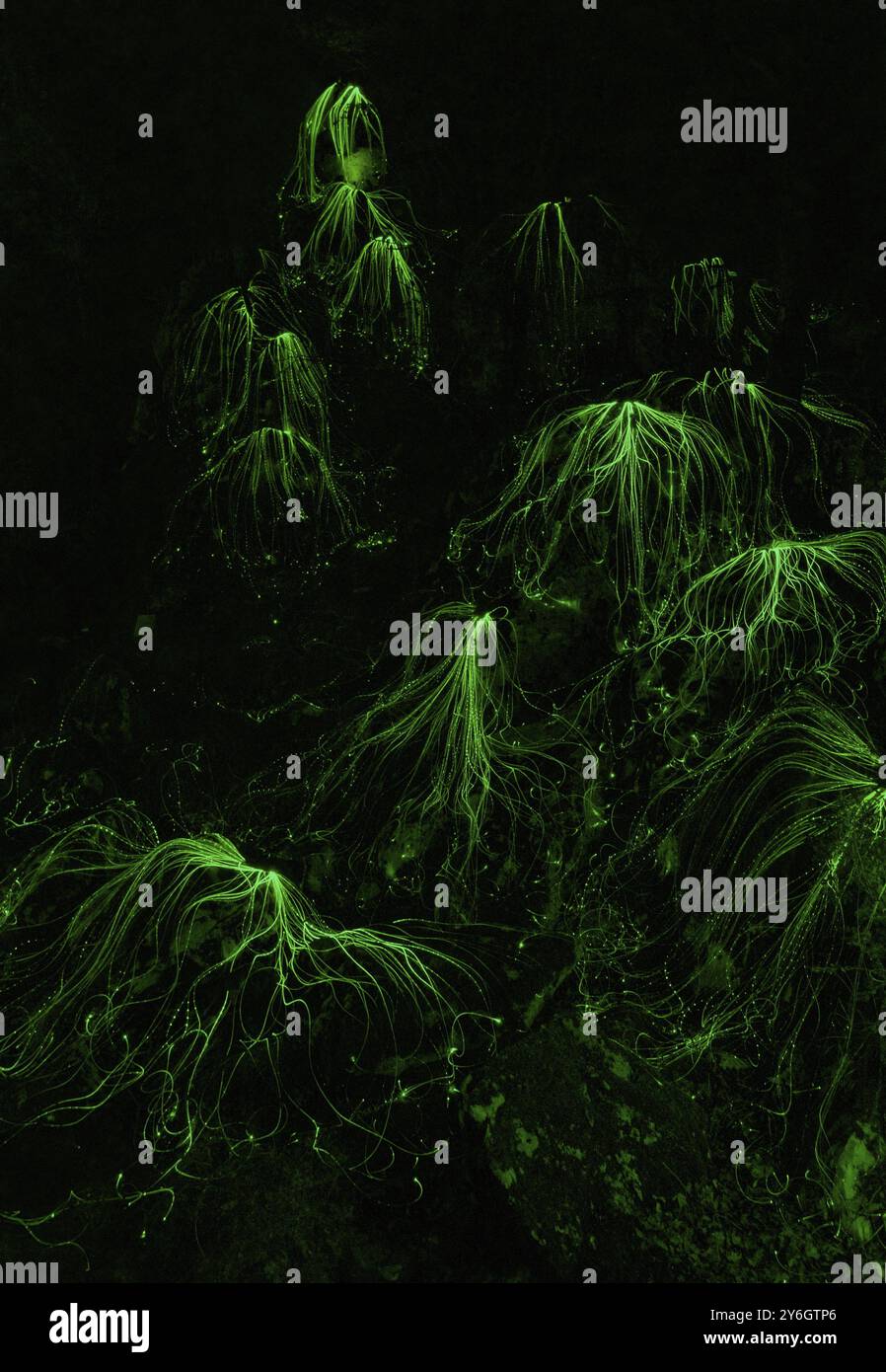 Abstract background with mystical glowing green threads in dark Stock Photo